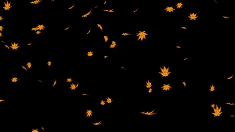 Alpha channel file - Falling orange colored maple leaves Stock Footage 118117629