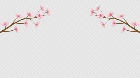Alpha channel file - Growing and blooming two cherry blossom twigs Stock Footage 169566883