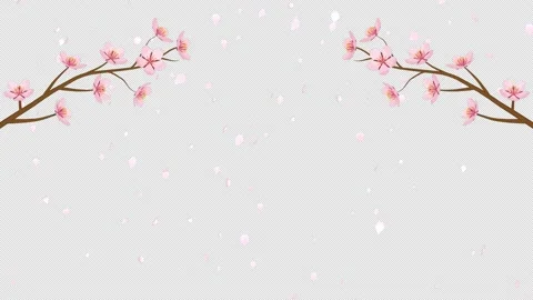 Alpha channel file - Growing and blooming cherry tree twigs, Falling petals Stock Footage 169567971