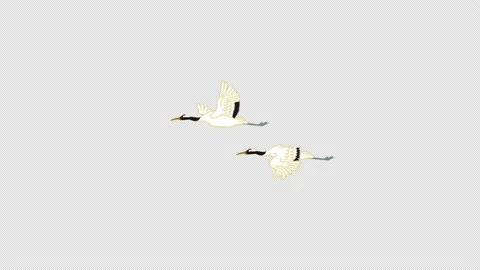Alpha channel file - Two red crowned cranes flying across the screen, Golden Video stock 167396315