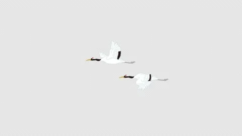 Alpha channel file - Two red crowned cranes flying across the screen, Light b Stock Footage 167396346