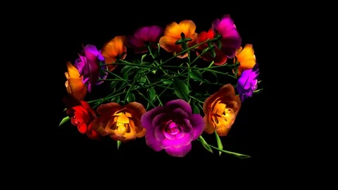 Alpha Channel Stock Footage 104173779