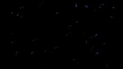 Alpha Channel Stock Footage 104176112