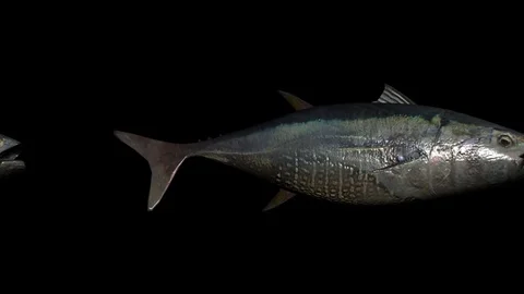 Alpha Channel Stock Footage 104176960