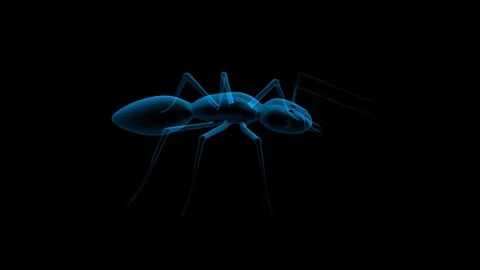 Alpha Channel Stock Footage 104177576