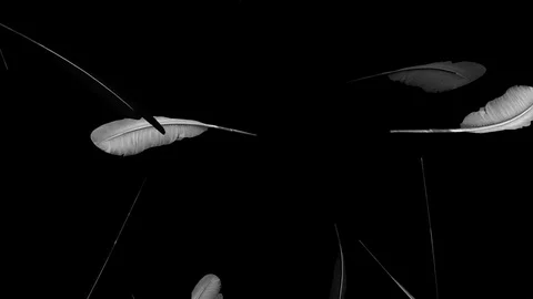 Alpha Channel Stock Footage 104181708