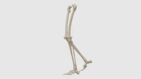 Alpha Channel - Human Skeleton Leg 360 Walk Cycle Stock Footage 330056159