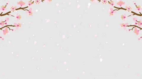 Alpha channel, Loop ready file - Falling cherry blossom petals animation Stock Footage 169568690