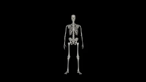 Alpha Channel - Skeletal System Sit to Stand Front Stock-Footage 329764929