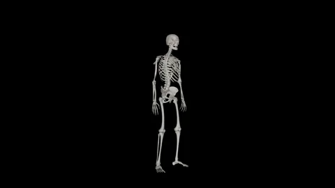 Alpha Channel - Skeletal System Sit to Stand Perspective Stock Footage 329764940