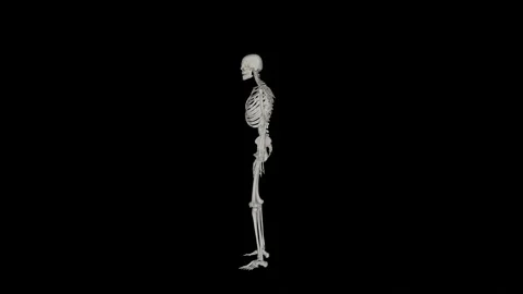 Alpha Channel - Skeletal System Sit to Stand Side Stock Footage 329764961