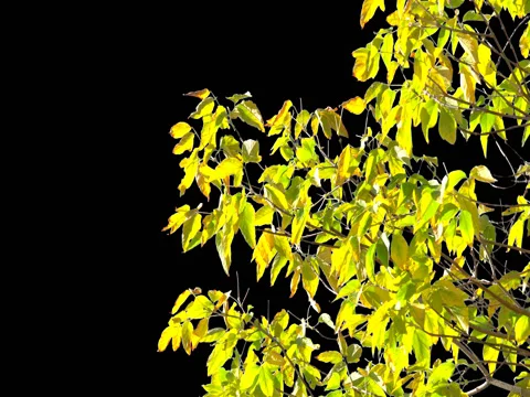 Alpha channel tree leaves Stock Footage 80655112