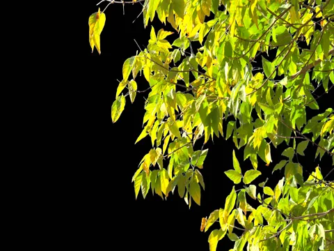 Alpha channel tree leaves Stock Footage 80659060