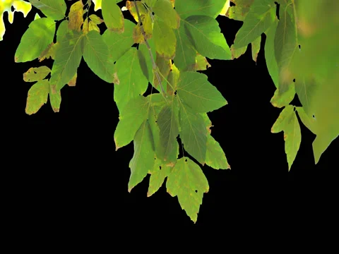 Alpha channel tree leaves Stock Footage 80660373
