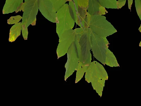 Alpha channel tree leaves Stock Footage 80661174