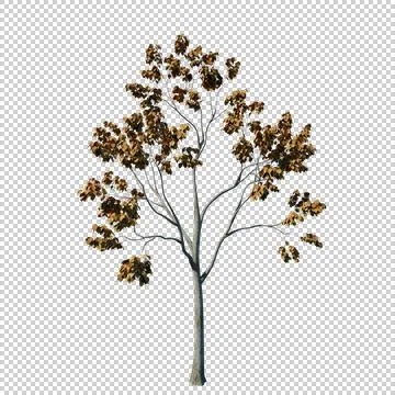 Alpha Channel Tree Stock Photos