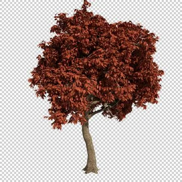 Alpha Channel Tree Stock Photos