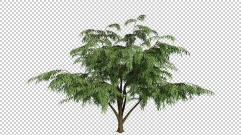 Alpha Channel Tree Stock Photos