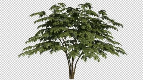 Alpha Channel Tree Stock Photos