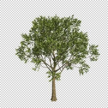 Alpha Channel Tree Stock Photos