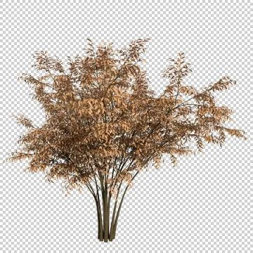 Alpha Channel Tree Stock Photos