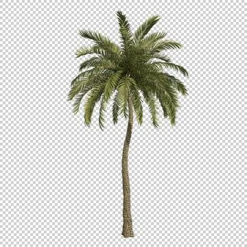 Alpha Channel Tree Stock Photos