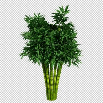 Alpha Channel Tree Stock Photos