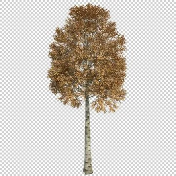 Alpha Channel Tree Stock Photos