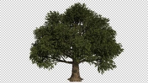 Alpha Channel Tree Stock Photos