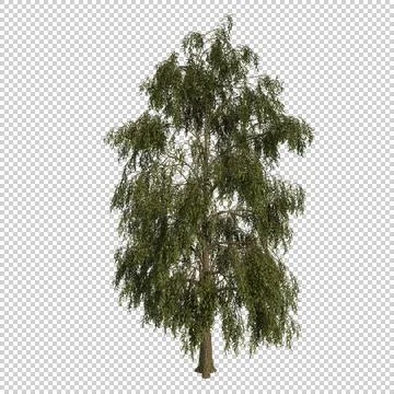 Alpha Channel Tree Stock Photos