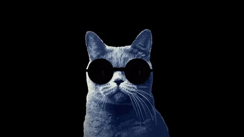 Alpha Cool Cat with Firework Sunglasses Stock Footage