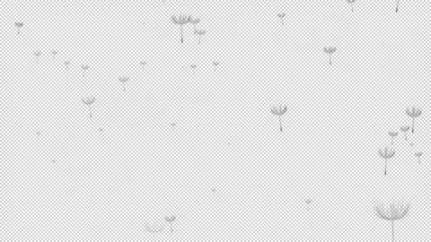 Alpha Dandelion seeds drift far away Stock Footage 291002508