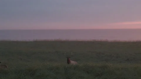 The Alpha Stock Footage 139847178