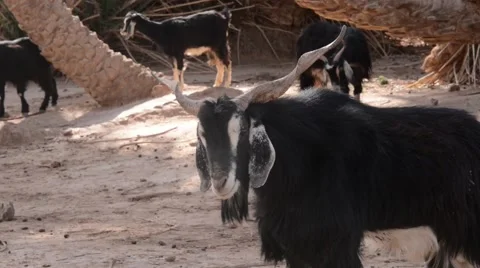 The alpha goat of the herd standing and looking around Stock Footage 49444483