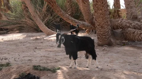 The alpha goat of the herd standing and looking around Stock Footage 49444505