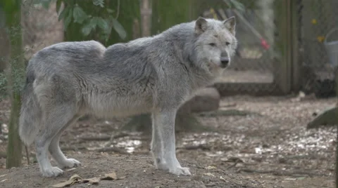 Alpha Gray Wolf Stock Footage 48380851