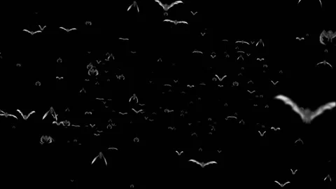 Alpha a group of bats came face to face1 Stock Footage 129363632