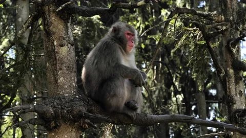 Alpha japanese macaque sitting on tree clapping 動画素材 145828594