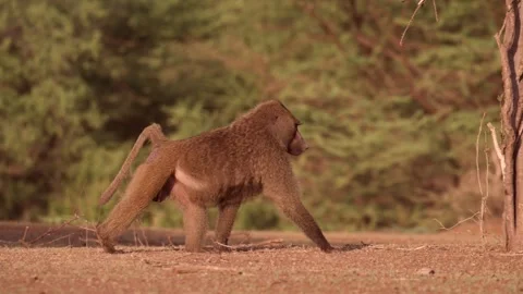 Alpha Male Baboon Walking and Patrolling, Safari Animals in Kenya Africa, Large Stock Footage 345406546