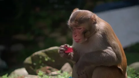 The alpha male eats the tourist's selected food. Vídeo Stock 209126099