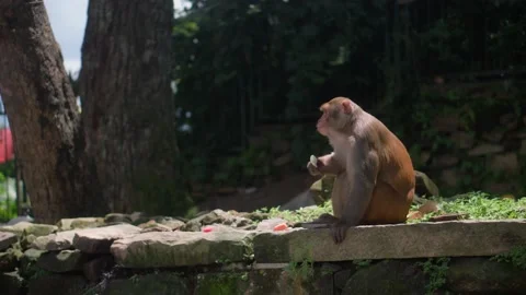 The alpha male eats the tourist's selected food. Stock-Footage 209126127