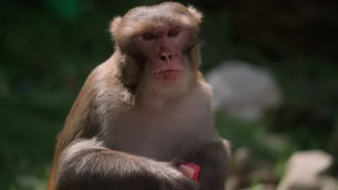 The alpha male eats the tourist's selected food. Vídeo Stock 209126201