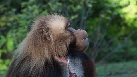 Alpha male of Gelada Baboon - Theropithecus gelada, beautiful ground primate Stockbeeldmateriaal 219698059