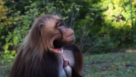 Alpha male of Gelada Baboon - Theropithecus gelada, beautiful ground primate Stock Footage 228675958