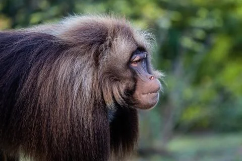 Alpha male of Gelada Baboon - Theropithecus gelada, beautiful ground primate Stock Photos