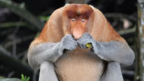 An alpha male proboscis monkey in the wild, sitting and eating Stock Footage 258869931