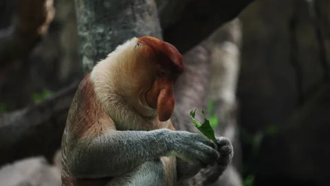 An alpha male proboscis monkey in the wild, sitting and eating at mangrove Stock Footage 269013443