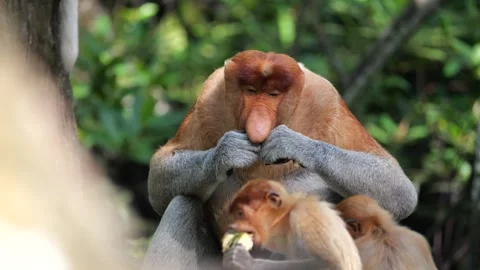 An alpha male proboscis monkey in the wild, sitting and eating at mangrove leave Stock Footage 280957027
