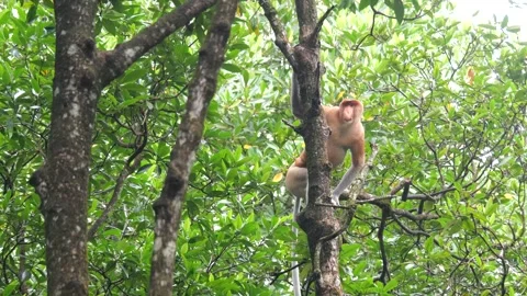 An alpha male proboscis monkey in the wild, sitting on tree and eating mangrove  Stock Footage 307152090
