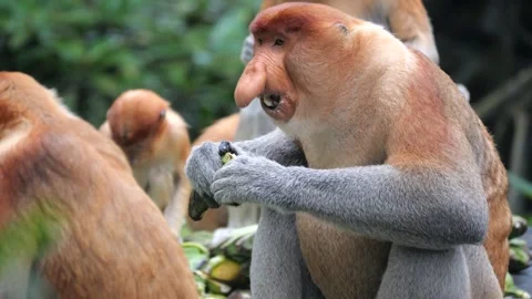 an alpha male proboscis monkey in the wi... | Stock Video | Pond5